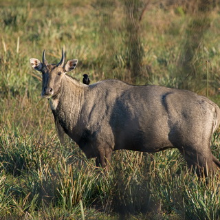 Keoladeo - Nilgai